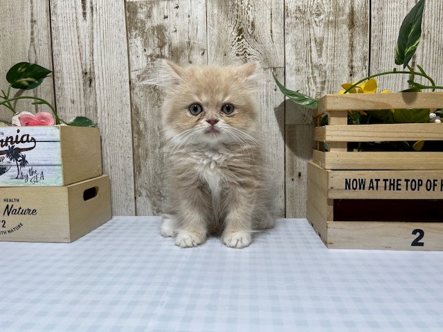 ネコ - 浜松市野店 | ペッツワン