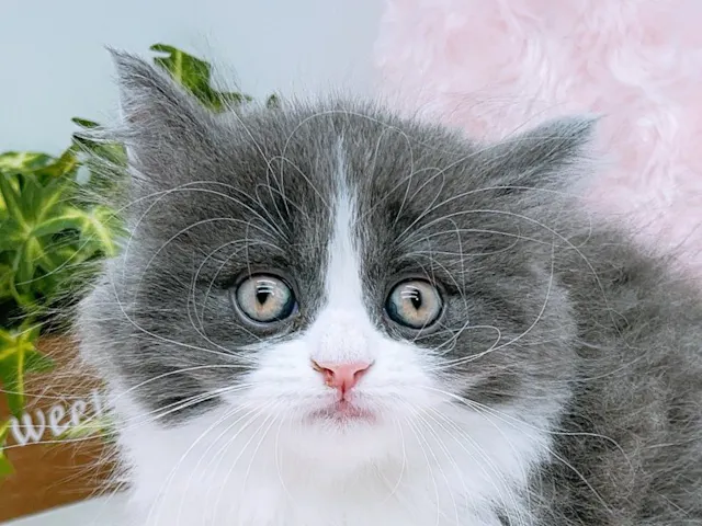 2025年6月25日生まれのミヌエットの1枚目の写真