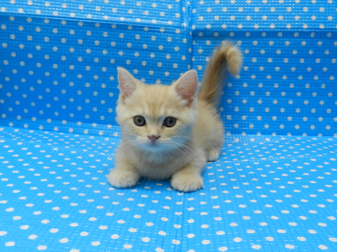 静岡県のミヌエット (ペッツワン御殿場店/2025年6月26日生まれ/男の子/クリームタビーホワイト)の子猫