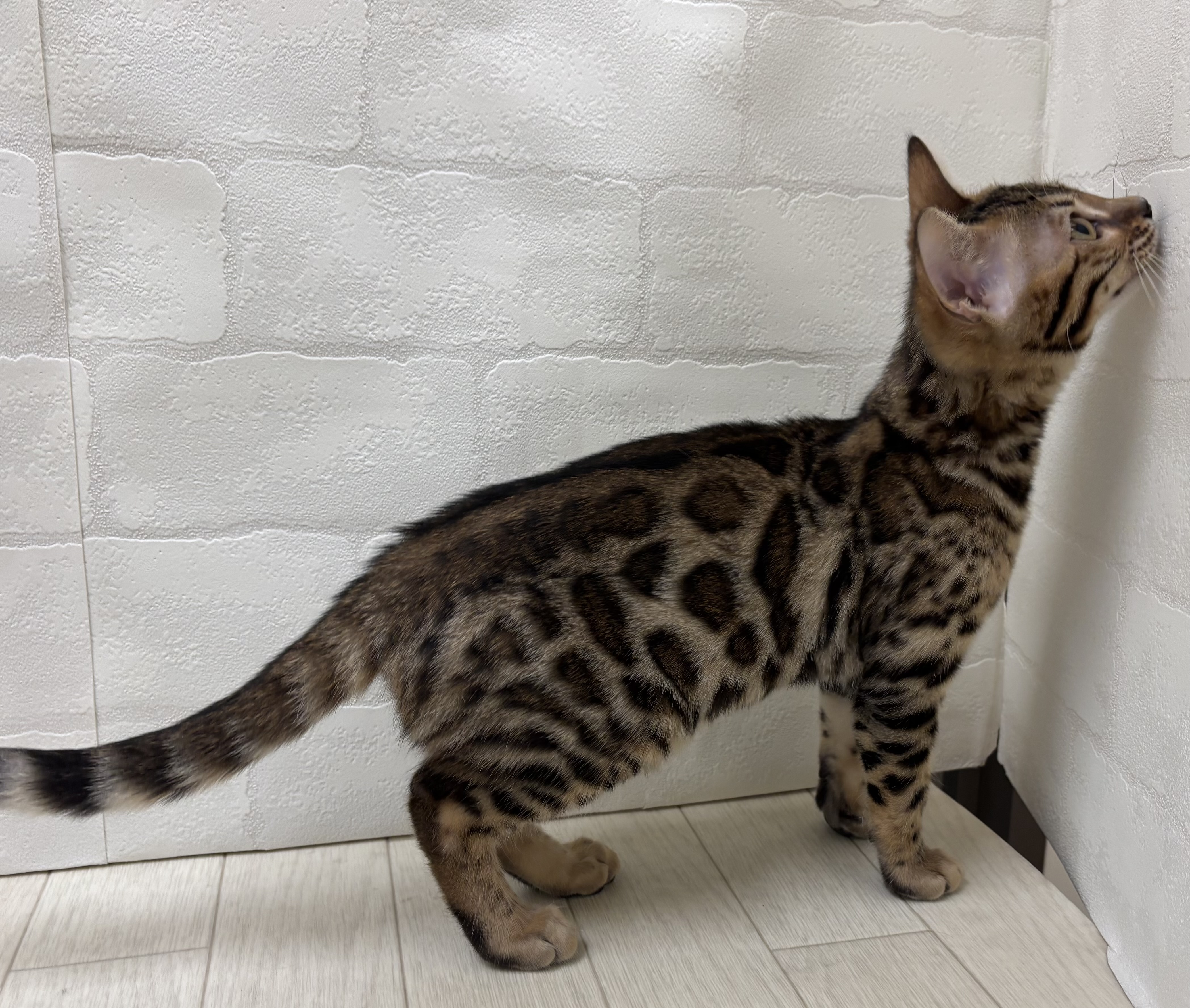 埼玉県のベンガル (ペッツワン大利根店/2025年5月27日生まれ/女の子/ブラウンスポットタビー)の子猫の3枚目の画像