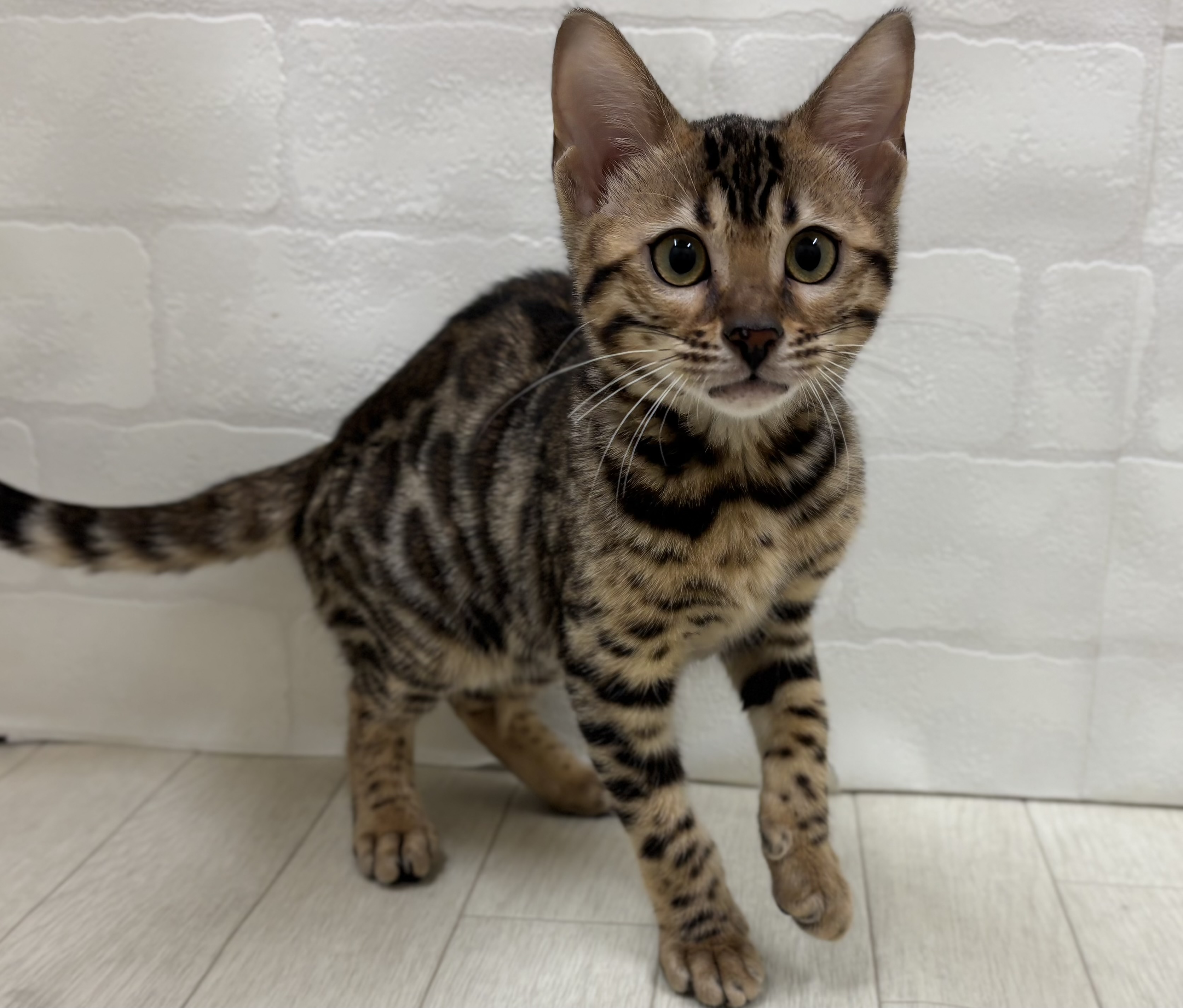 埼玉県のベンガル (ペッツワン大利根店/2025年5月27日生まれ/女の子/ブラウンスポットタビー)の子猫の1枚目の画像