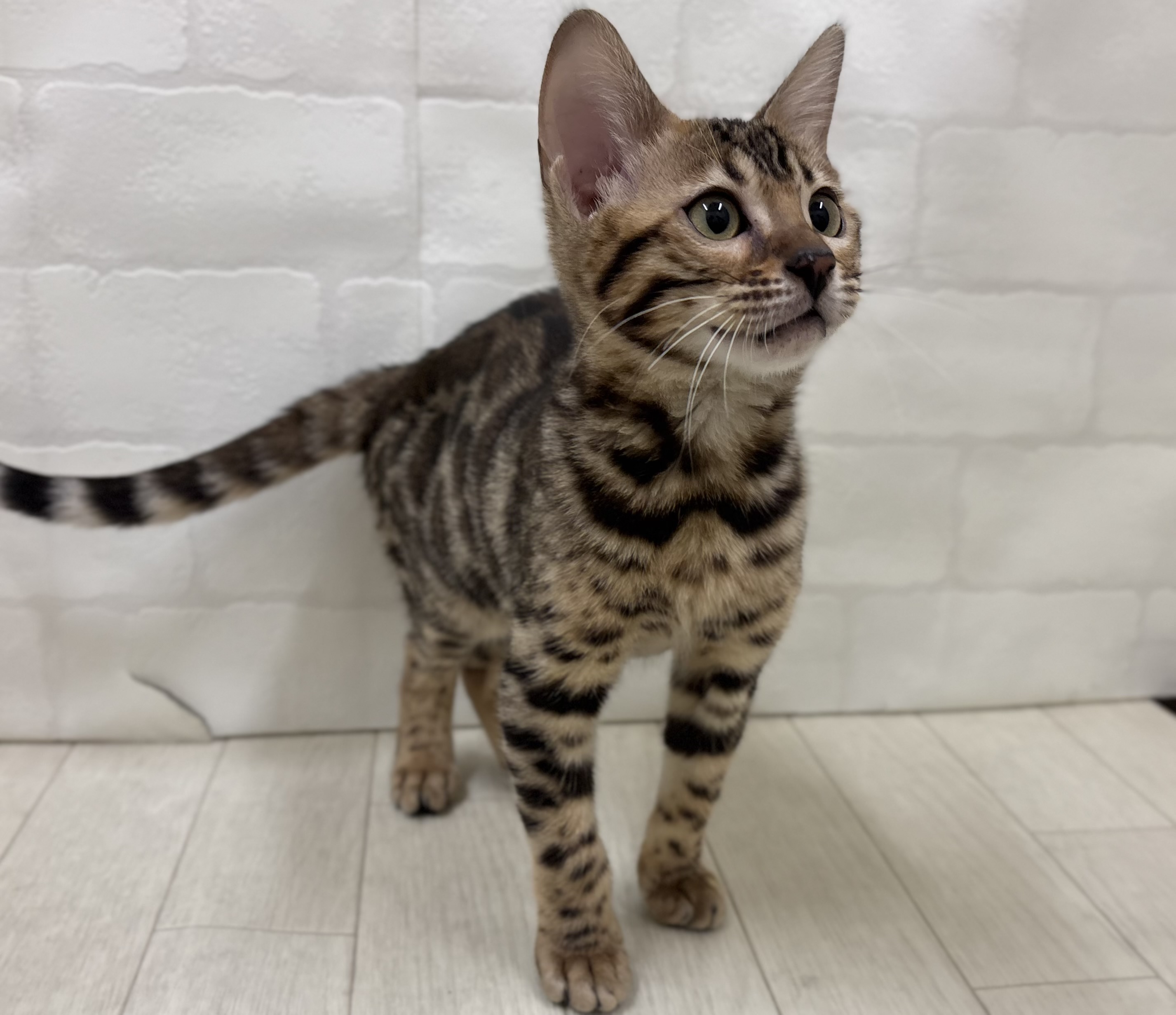 埼玉県のベンガル (ペッツワン大利根店/2025年5月27日生まれ/女の子/ブラウンスポットタビー)の子猫の2枚目の画像