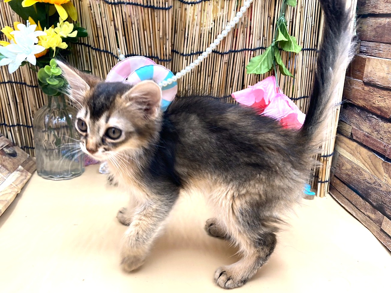 京都府のソマリ (ペッツワン木津川店/2025年6月28日生まれ/男の子/ルディ)の子猫の3枚目の画像