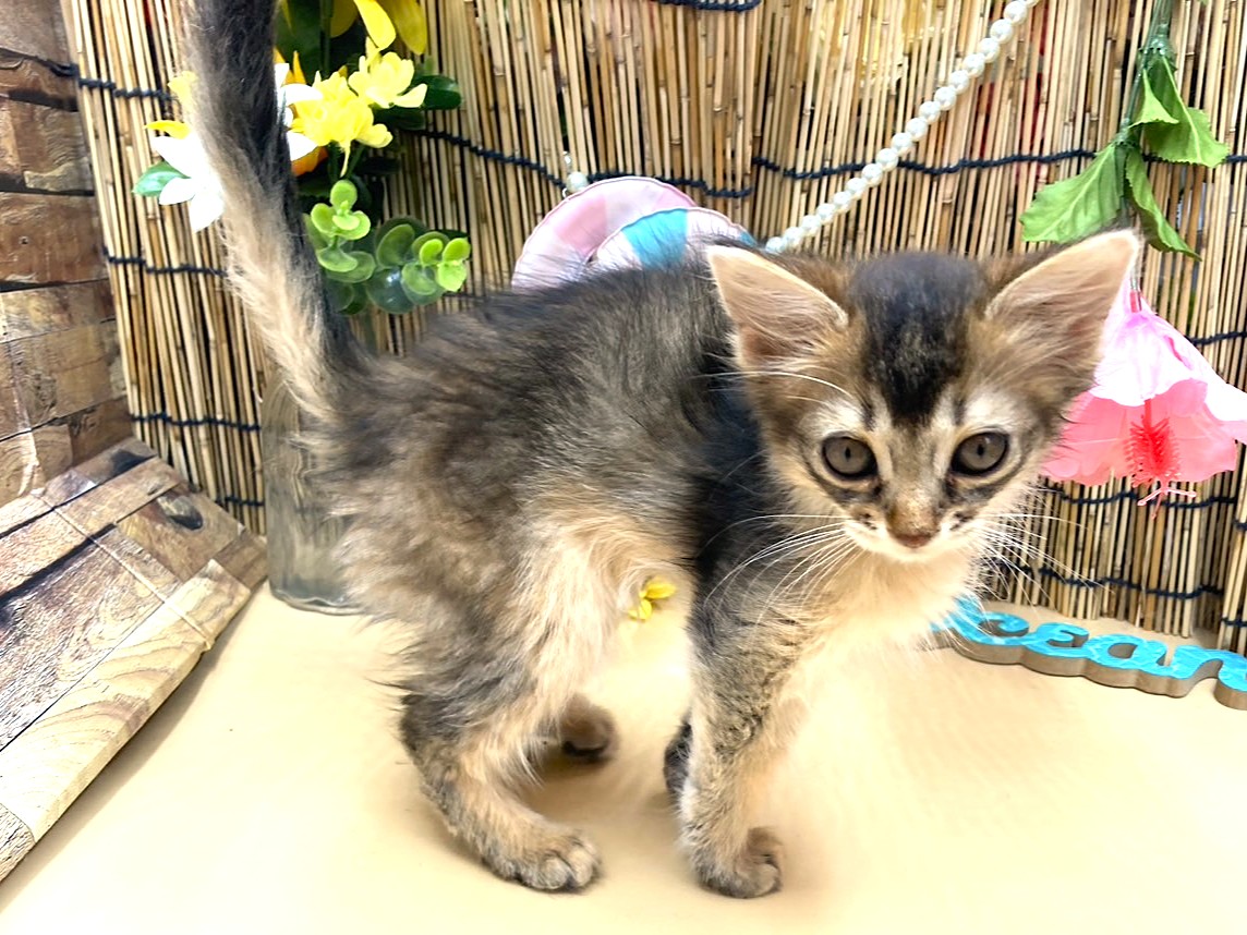 京都府のソマリ (ペッツワン木津川店/2025年6月28日生まれ/男の子/ルディ)の子猫の2枚目の画像
