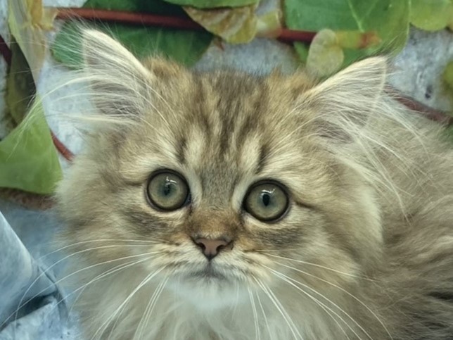 ネコ - 北本店 | ペッツワン