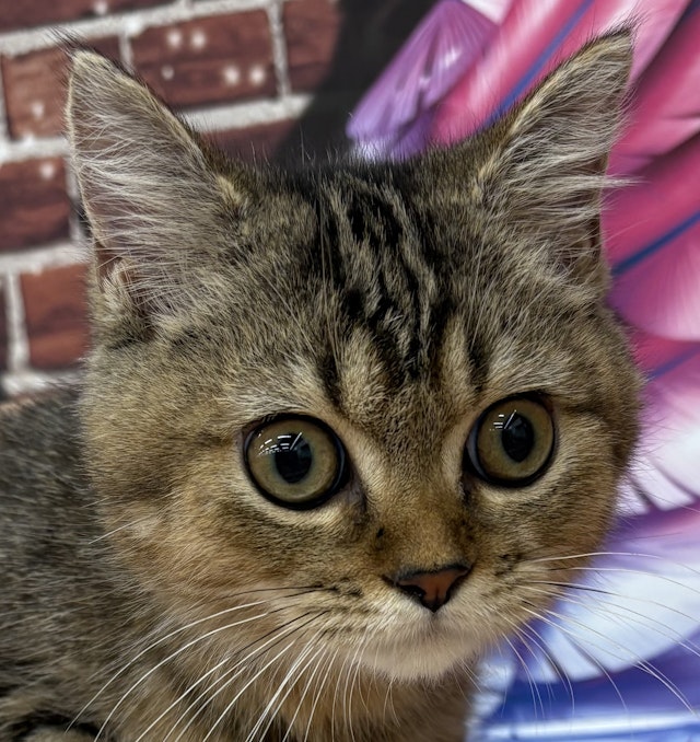 ネコ - 佐倉店 | ペッツワン