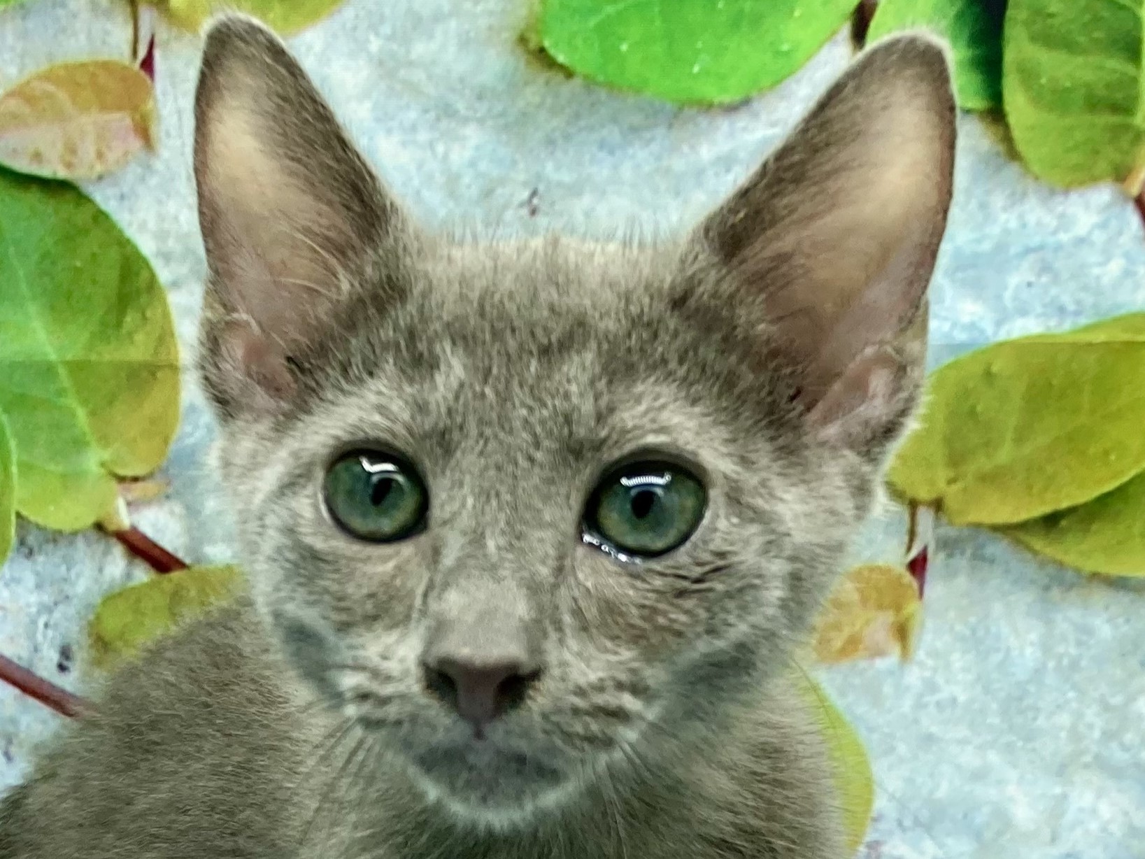 北本市(埼玉県)のロシアンブルーの子猫を価格や特徴で探す