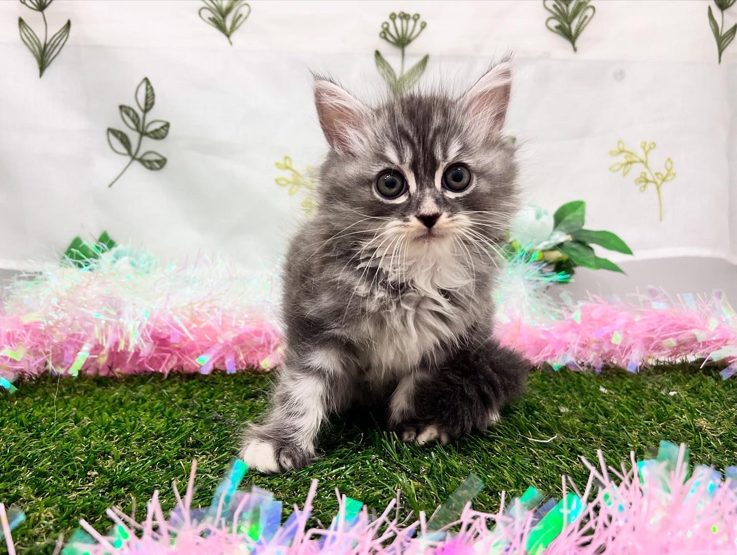 茨城県のミヌエット (ペッツワン石岡玉里店/2025年7月13日生まれ/男の子/ブルーシルバータビーホワイト)の子猫の2枚目の画像