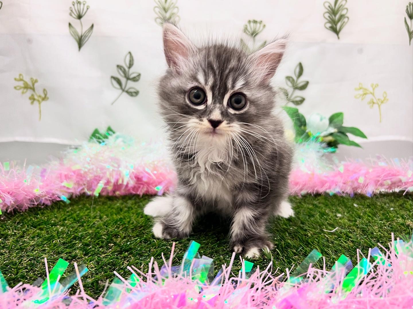 茨城県のミヌエット (ペッツワン石岡玉里店/2025年7月13日生まれ/男の子/ブルーシルバータビーホワイト)の子猫の1枚目の画像