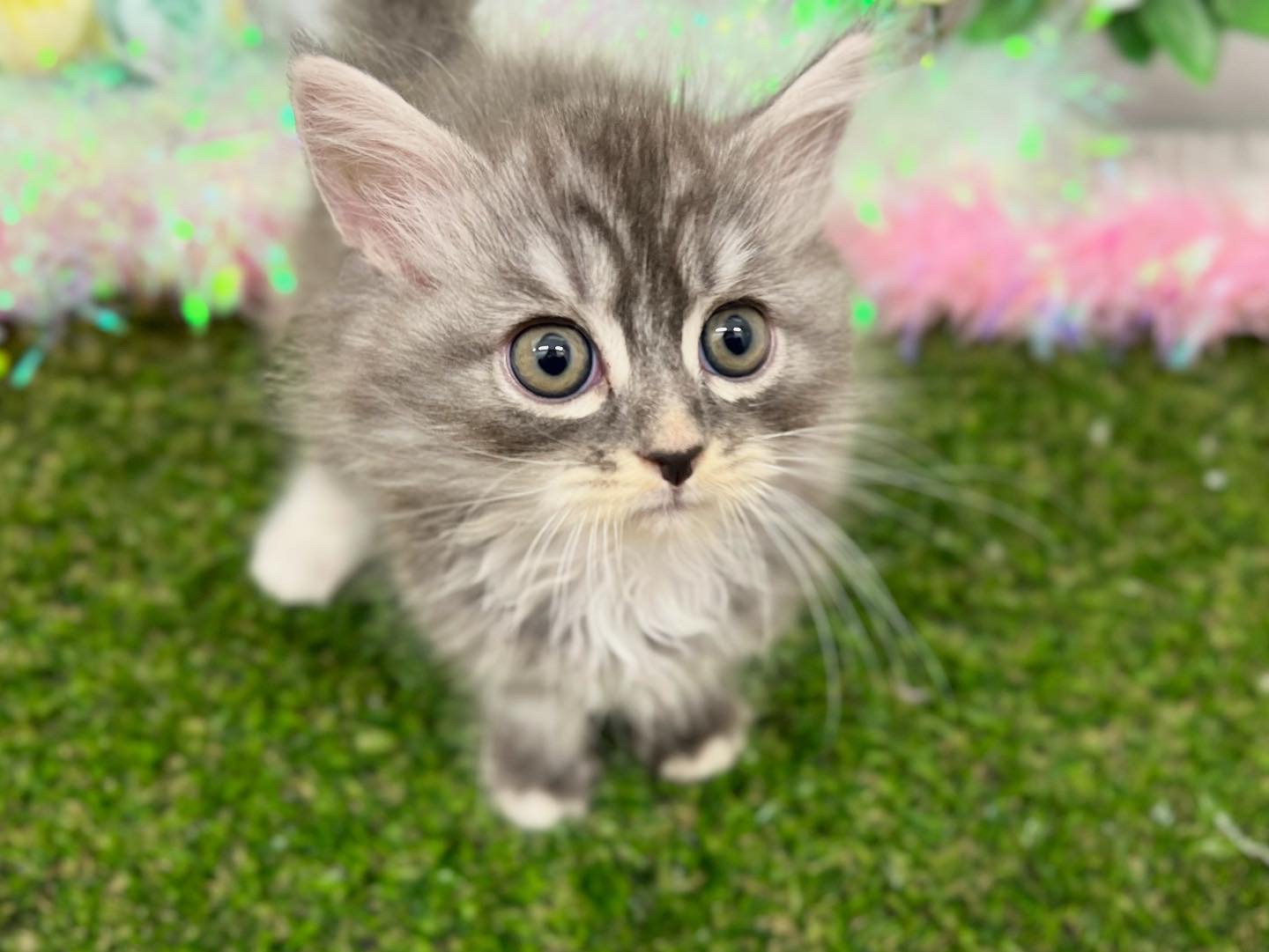 茨城県のミヌエット (ペッツワン石岡玉里店/2025年7月13日生まれ/男の子/ブルーシルバータビーホワイト)の子猫の3枚目の画像