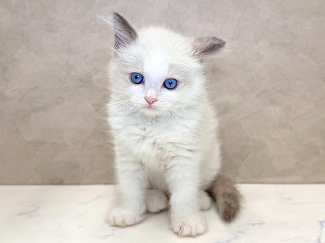 白いネコ商店 4958328341403.jpg