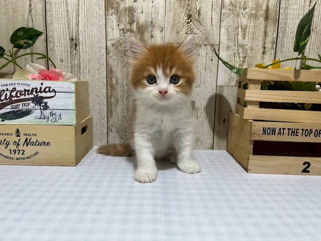 静岡県のマンチカン (ペッツワン浜松都田テクノ店/2025年7月5日生まれ/男の子/レッドホワイト)の子猫