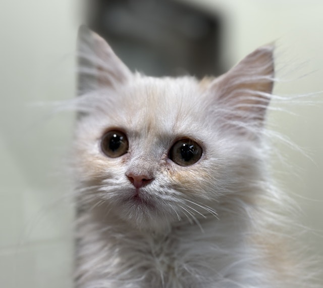 ネコ　大阪 ♡ ちっちゃい猫ちゃん達〜 Location＊Osaka / Japan Date