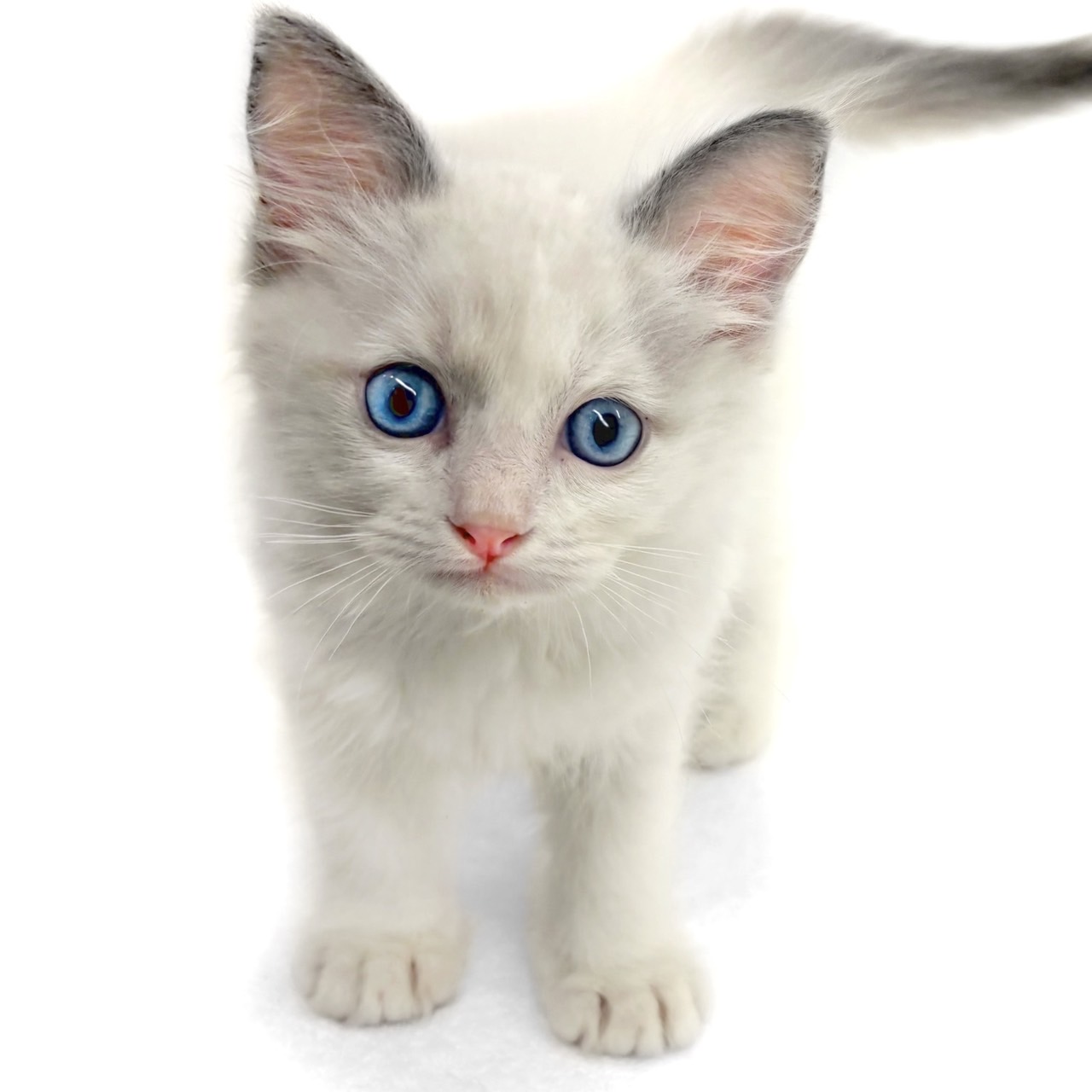 神奈川県のラグドール (ペッツワン城山店/2025年7月14日生まれ/男の子/ブルーポイントバイカラー)の子猫