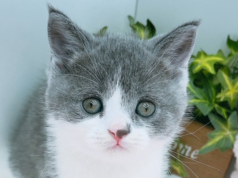 愛知県のブリティッシュショートヘアー (ペッツワン小牧店/2025年7月20日生まれ/男の子/ブルーホワイト)の子猫