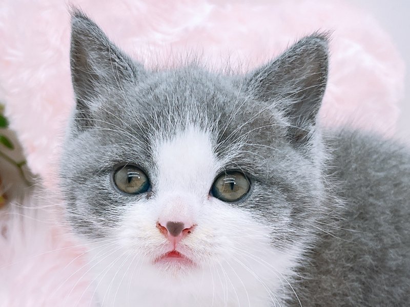 愛知県のブリティッシュショートヘアー (ペッツワン小牧店/2025年7月20日生まれ/男の子/ブルーホワイト)の子猫