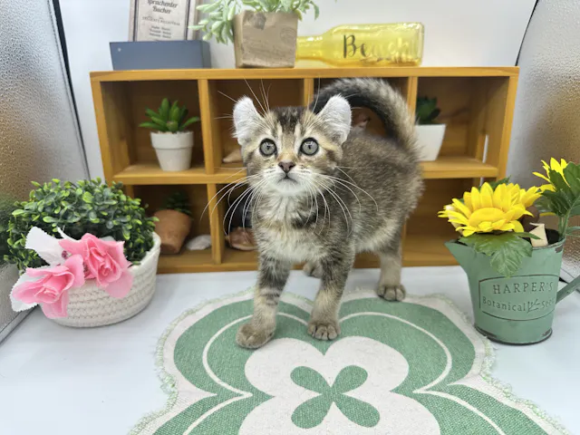 静岡県のアメリカンカール (ペッツワン清水店/2025年7月7日生まれ/男の子/ブラウンタビー)の子猫