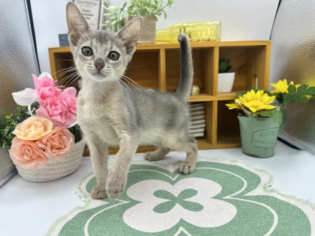 静岡県のアビシニアン (ペッツワン清水店/2025年7月12日生まれ/女の子/ブルー)の子猫