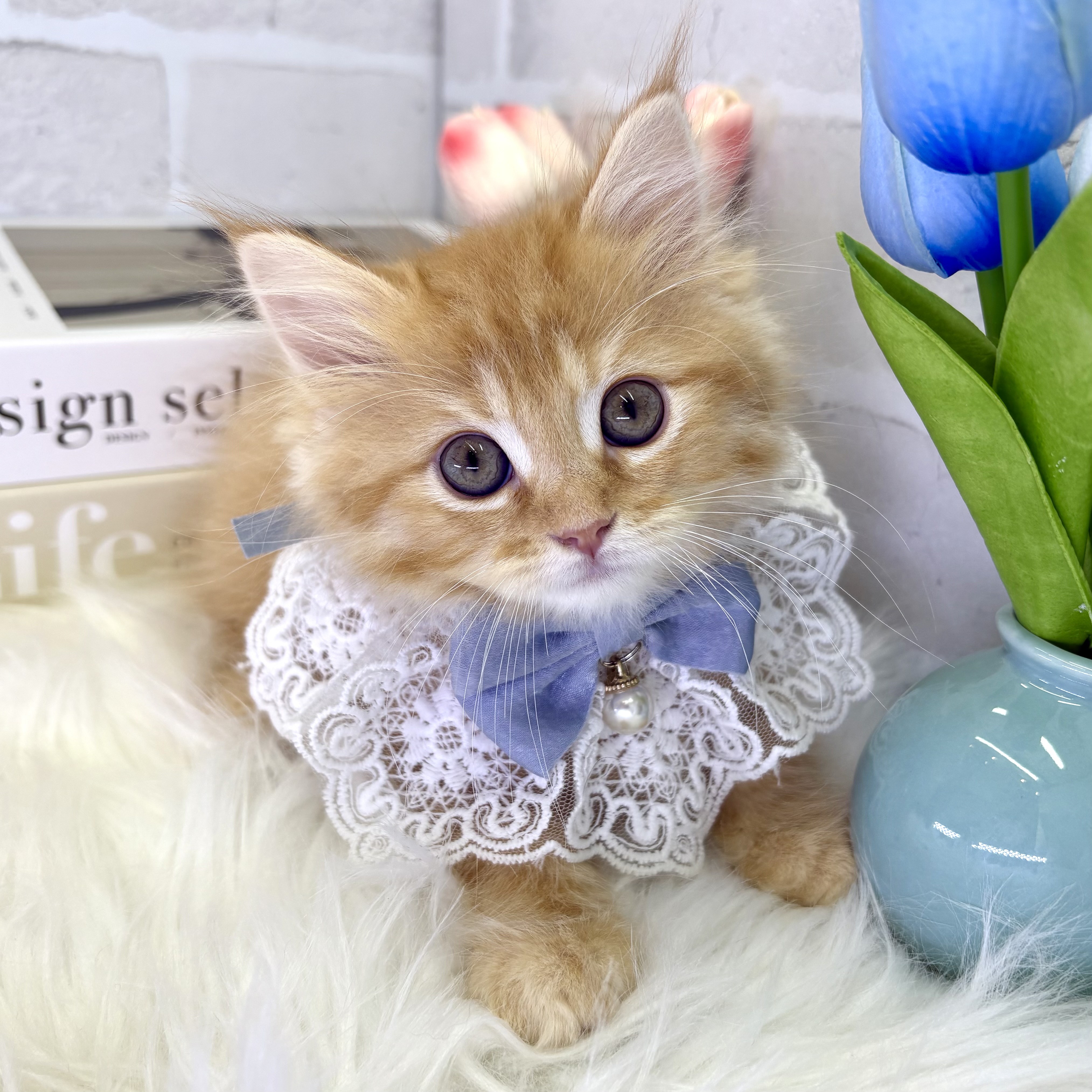 大阪府のマンチカン (ペッツワン高槻店/2025年7月16日生まれ/男の子/レッドタビー)の子猫の3枚目の画像