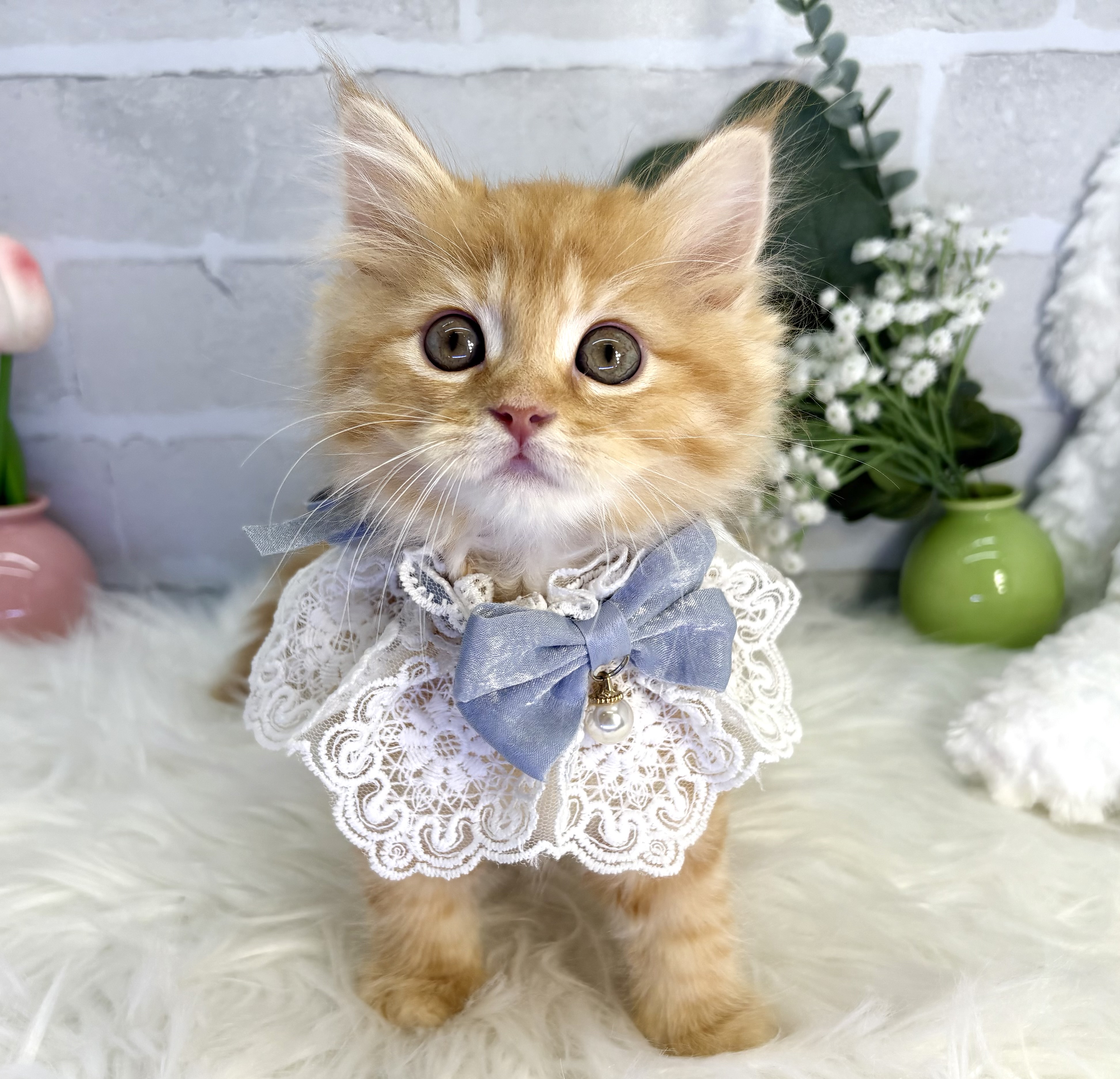 大阪府のマンチカン (ペッツワン高槻店/2025年7月16日生まれ/男の子/レッドタビー)の子猫の2枚目の画像