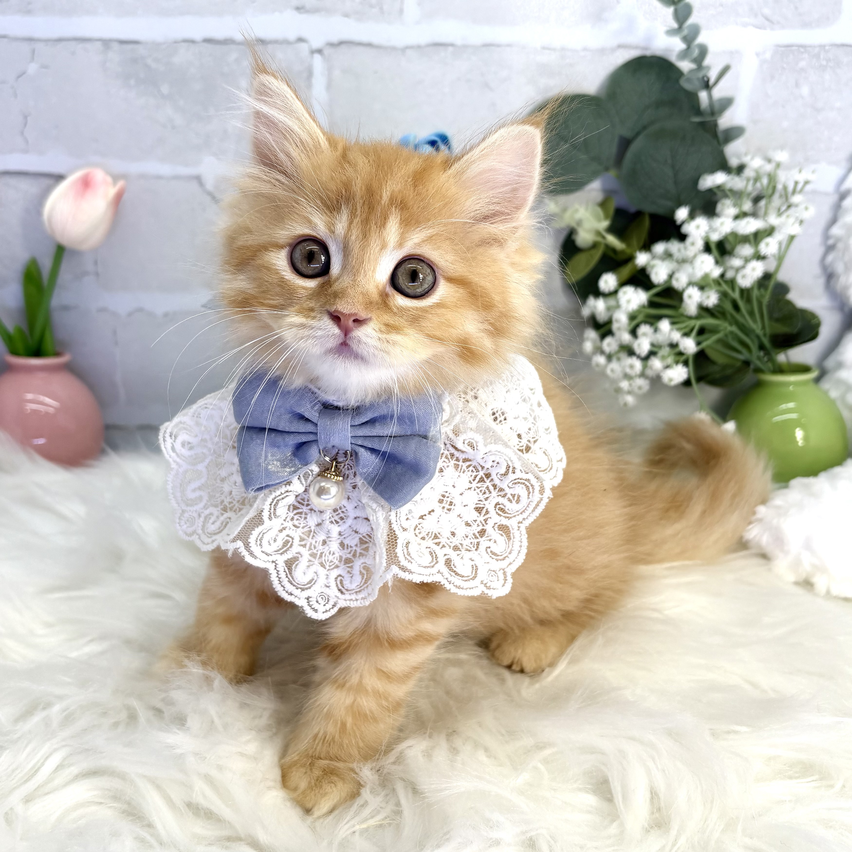 大阪府のマンチカン (ペッツワン高槻店/2025年7月16日生まれ/男の子/レッドタビー)の子猫の1枚目の画像