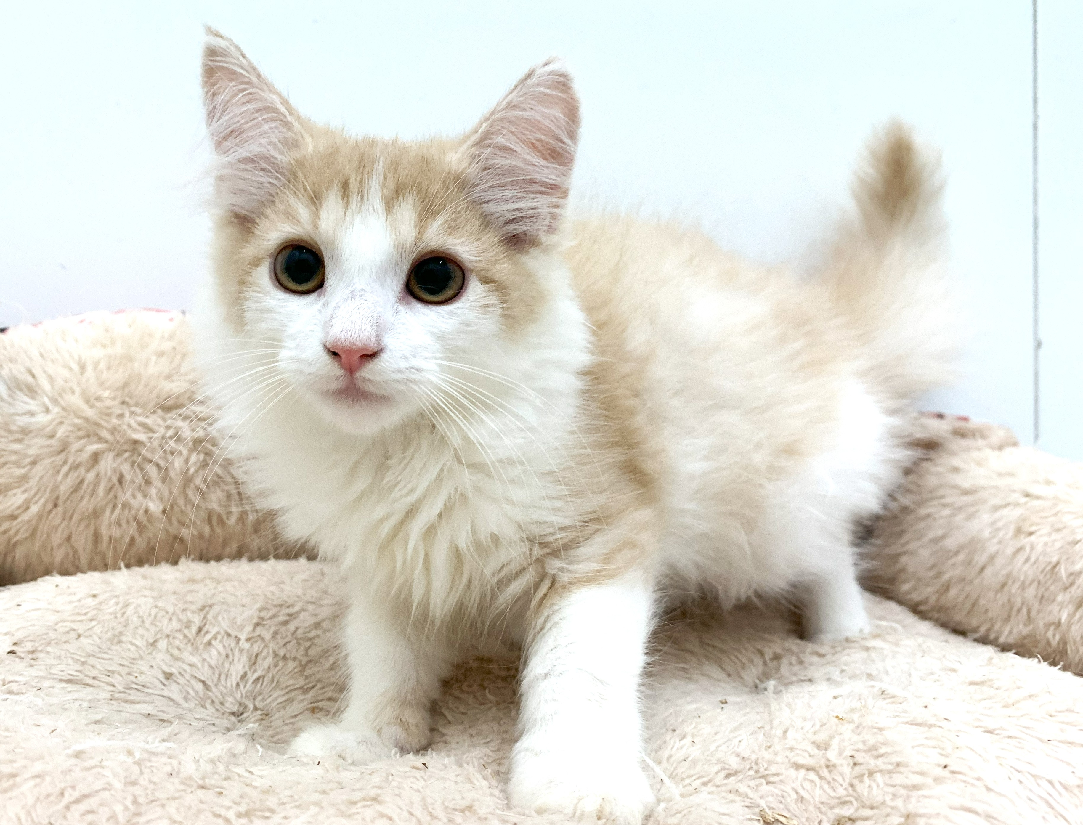 ネコ - 宇都宮平出店 | ペッツワン