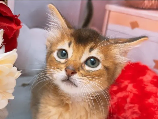沖縄県のソマリ (ペッツワンFCあがり浜店/2025年6月25日生まれ/男の子/ルディ)の子猫