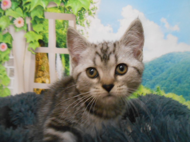 愛知県のスコティッシュフォールド (ペッツワン半田店/2025年7月15日生まれ/男の子/シルバータビー)の子猫