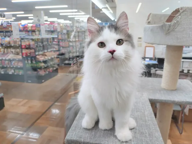 群馬県のマンチカン (ペッツワン青柳店/2025年6月2日生まれ/男の子/ブルータビーホワイト)の子猫