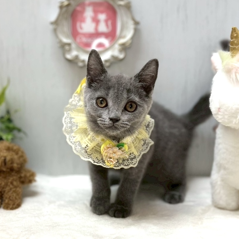 ねこ Amazon.co.jp: スクラッチ ぬいぐるみ(L) 猫 高さ38cm ソックス