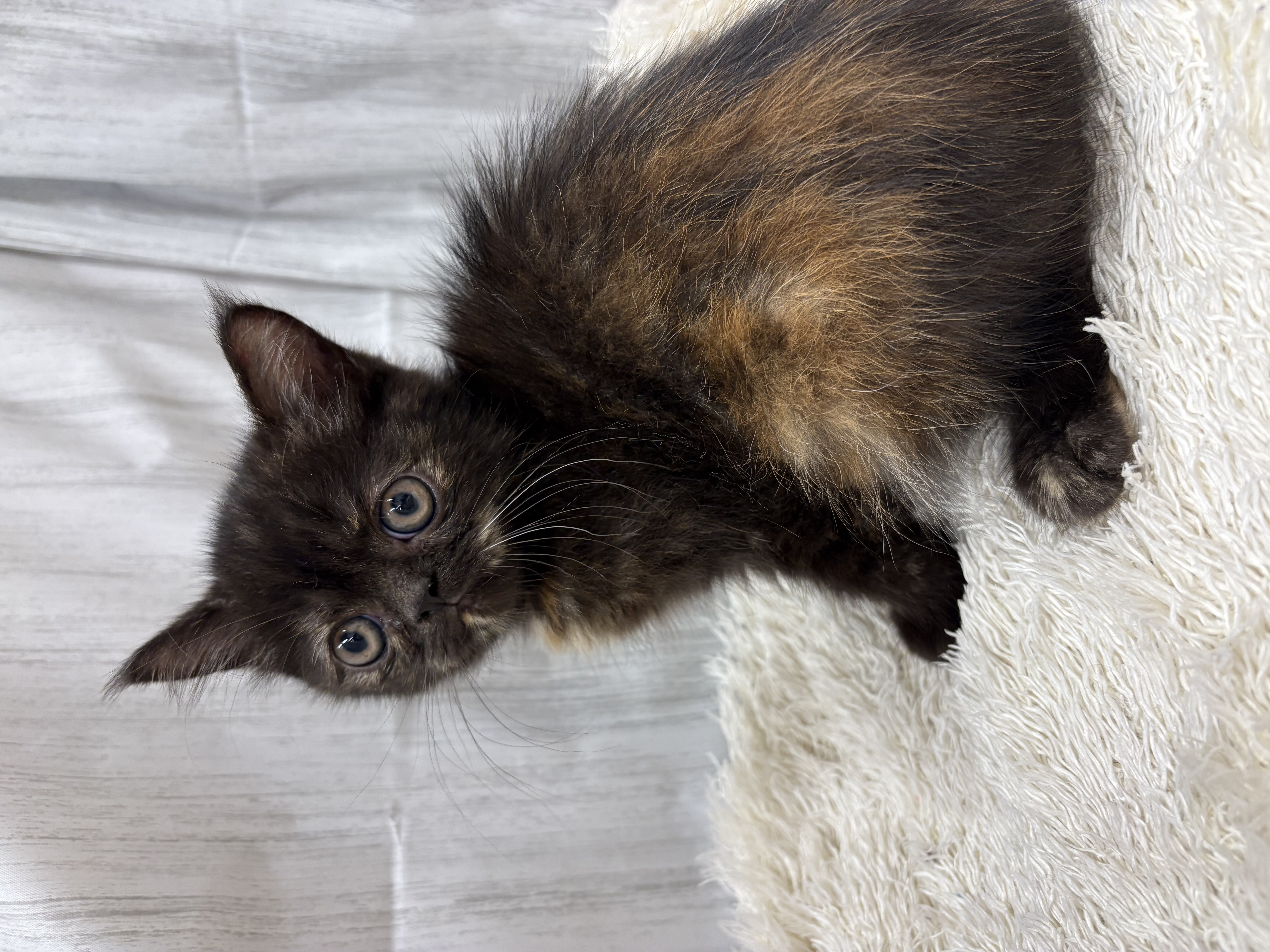 千葉県のエキゾチック (ペッツワン佐倉店/2025年7月19日生まれ/女の子/トーティー)の子猫の1枚目の画像