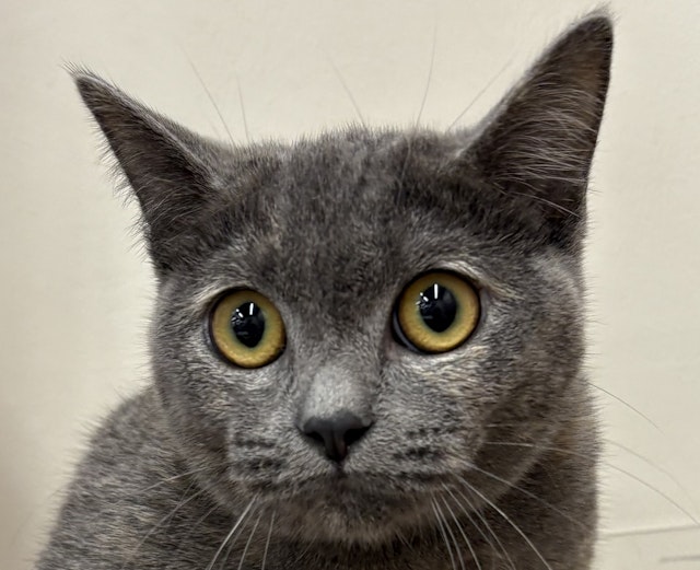 ネコ - 佐倉店 | ペッツワン