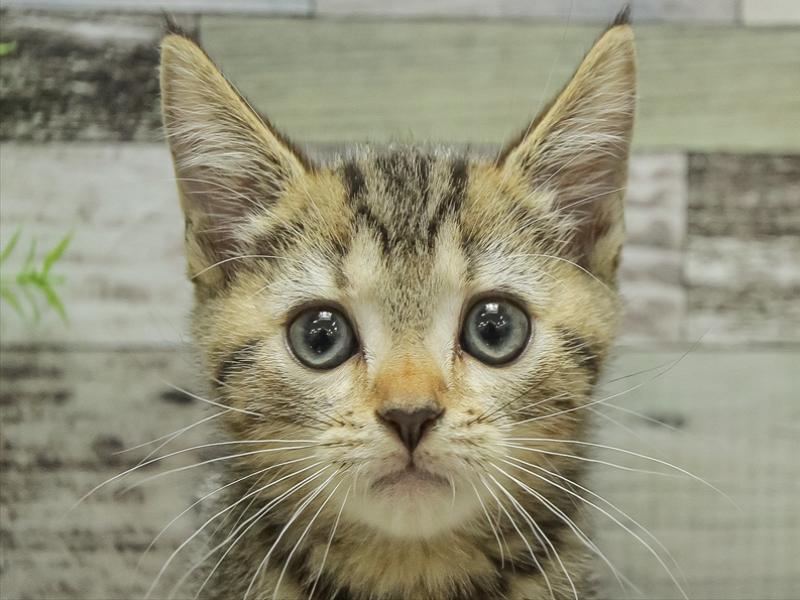 ネコ - 仙台富谷店 | ペッツワン