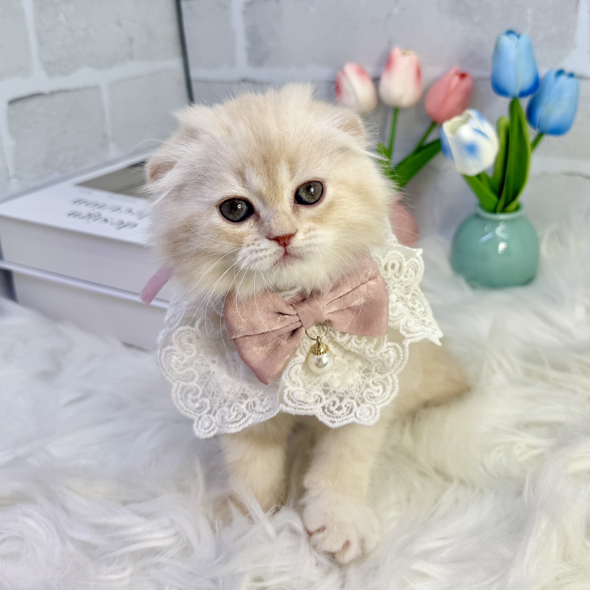 大阪府のスコティッシュフォールド (ペッツワン高槻店/2025年7月28日生まれ/女の子/カメオタビー)の子猫の3枚目の画像