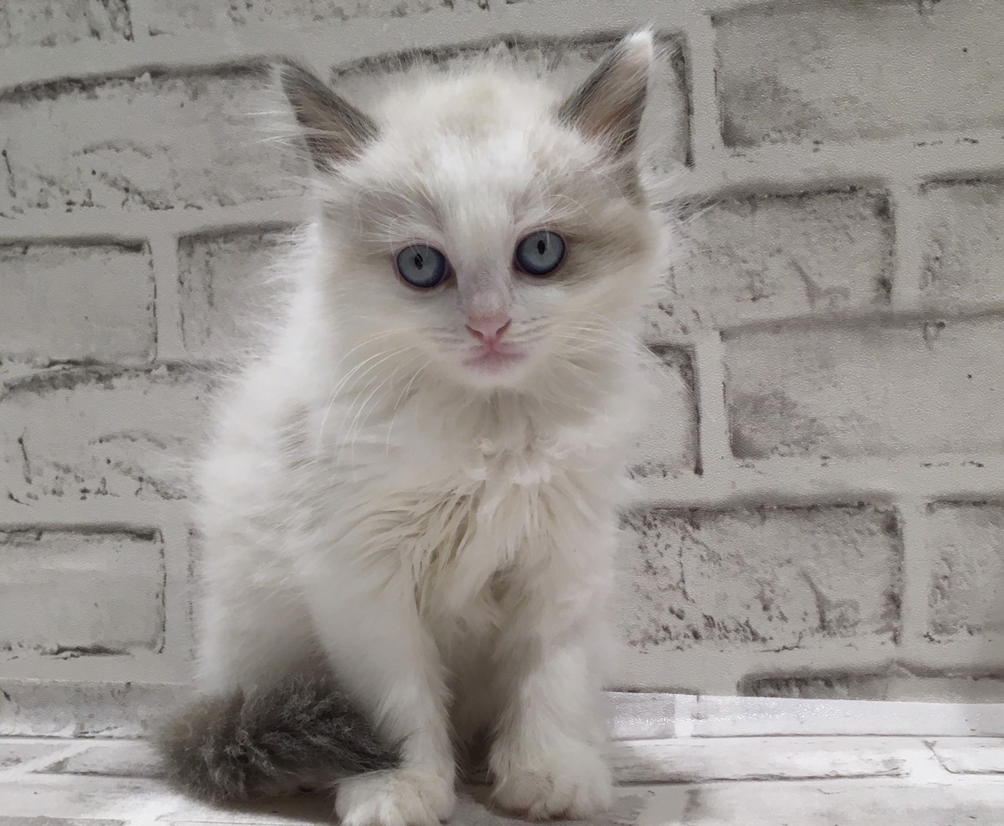 宮城県のラグドール (ペッツワン古川店/2025年7月27日生まれ/女の子/ブルーポイントバイカラー)の子猫