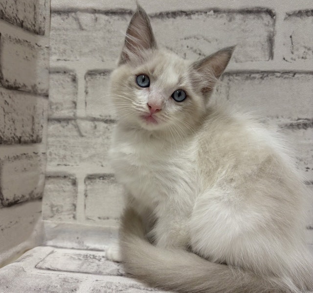 【ねこ】 ネコセカイ 公式オンラインショップ / 接触冷感キャットスクエア