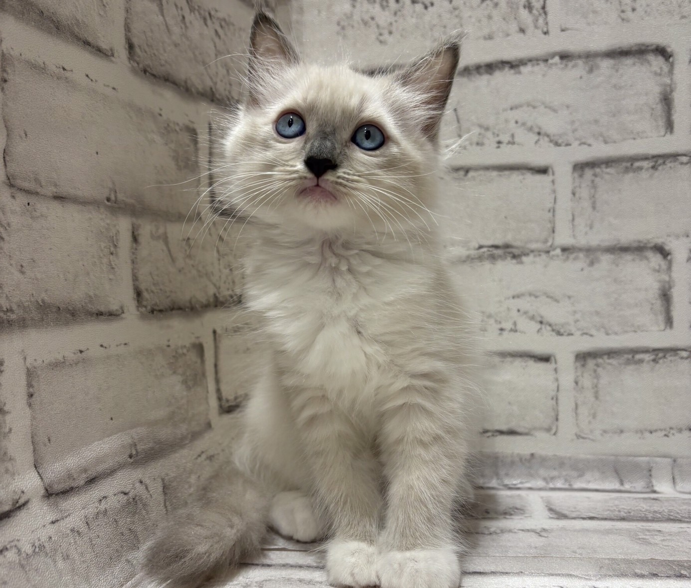 宮城県のラグドール (ペッツワン古川店/2025年8月2日生まれ/女の子/ブルーポイントミテッド)の子猫