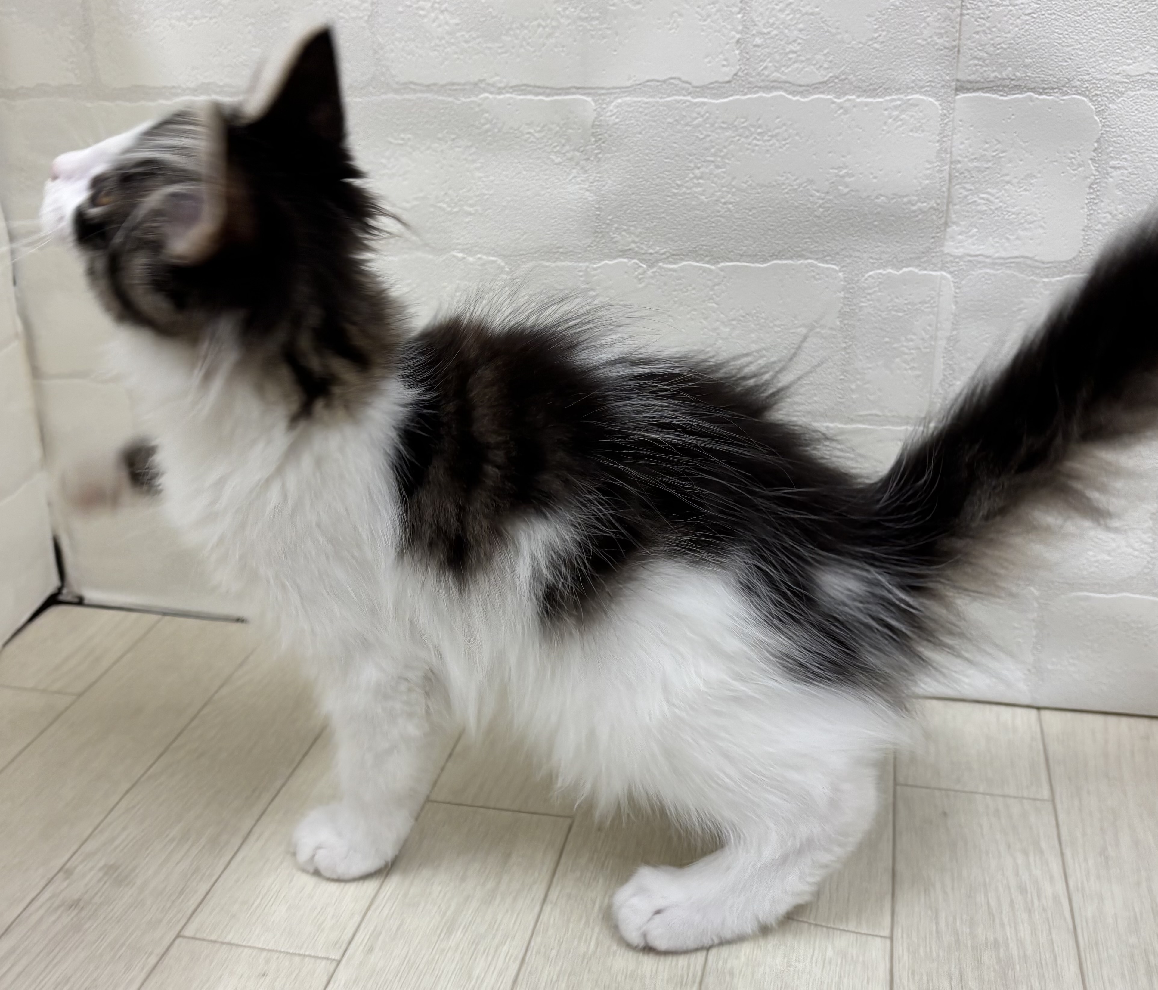 埼玉県のノルウェージャンフォレストキャット (ペッツワン大利根店/2025年7月8日生まれ/男の子/ブラウンタビーホワイト)の子猫の3枚目の画像