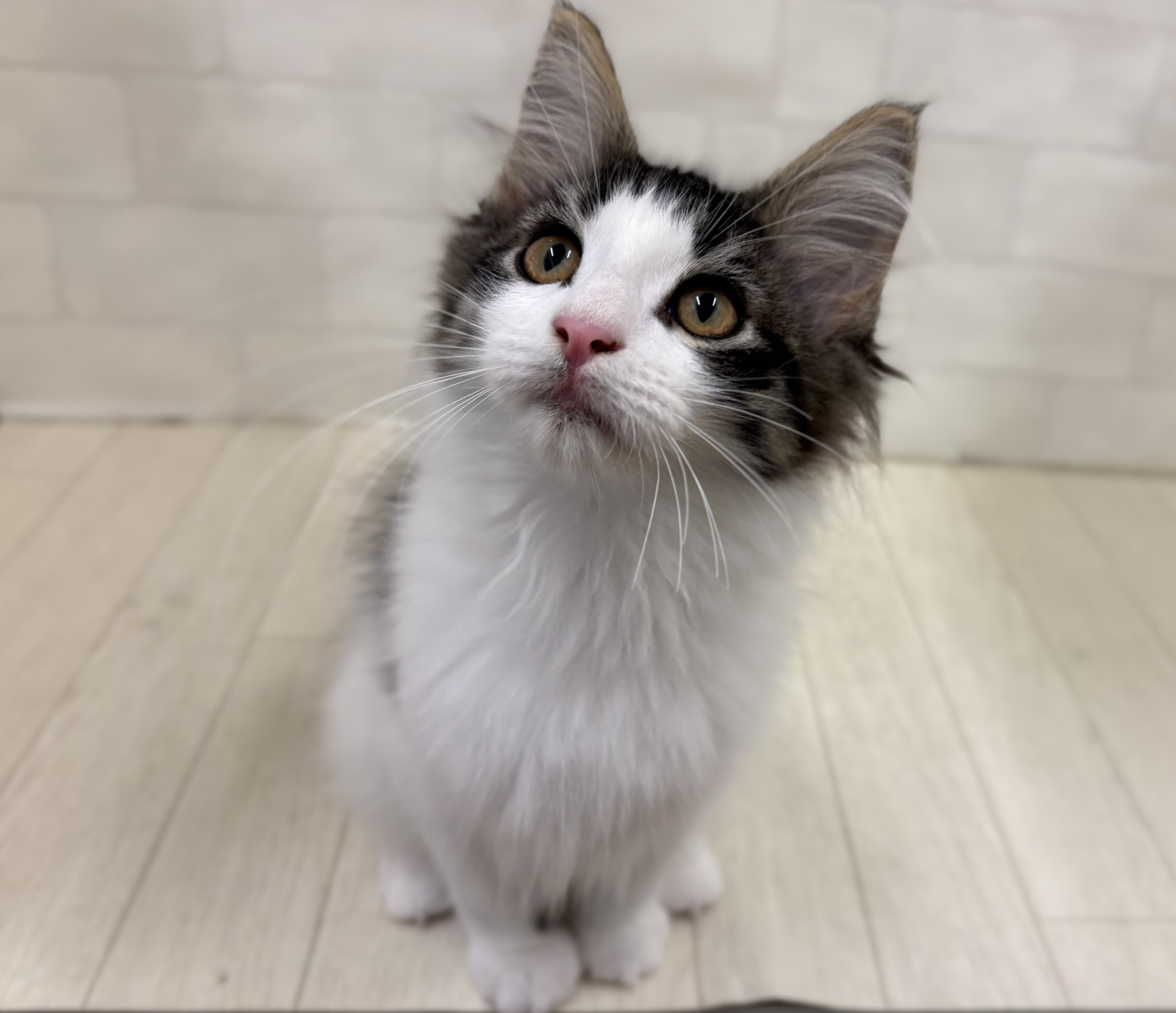 埼玉県のノルウェージャンフォレストキャット (ペッツワン大利根店/2025年7月8日生まれ/男の子/ブラウンタビーホワイト)の子猫の2枚目の画像