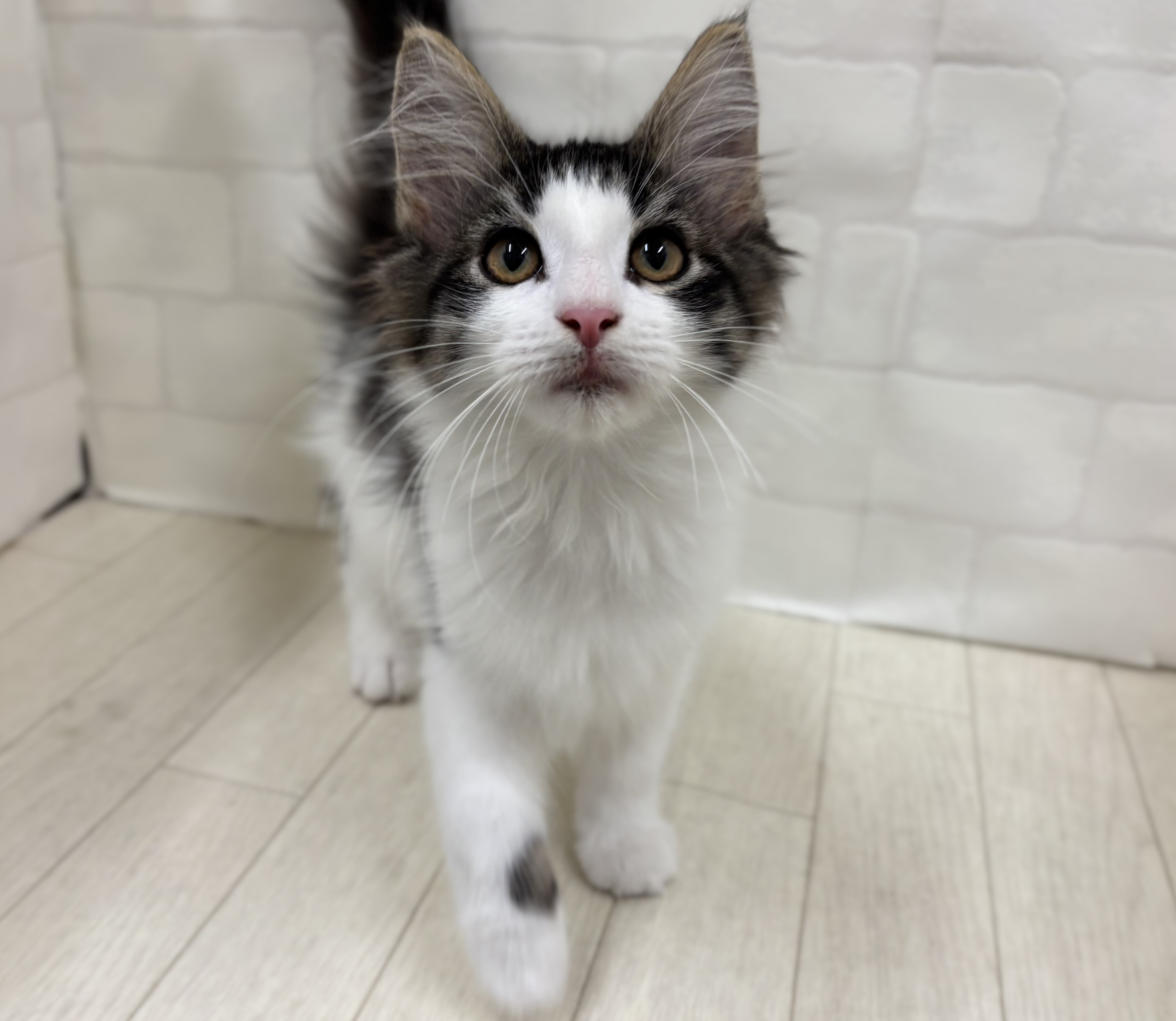 埼玉県のノルウェージャンフォレストキャット (ペッツワン大利根店/2025年7月8日生まれ/男の子/ブラウンタビーホワイト)の子猫の1枚目の画像