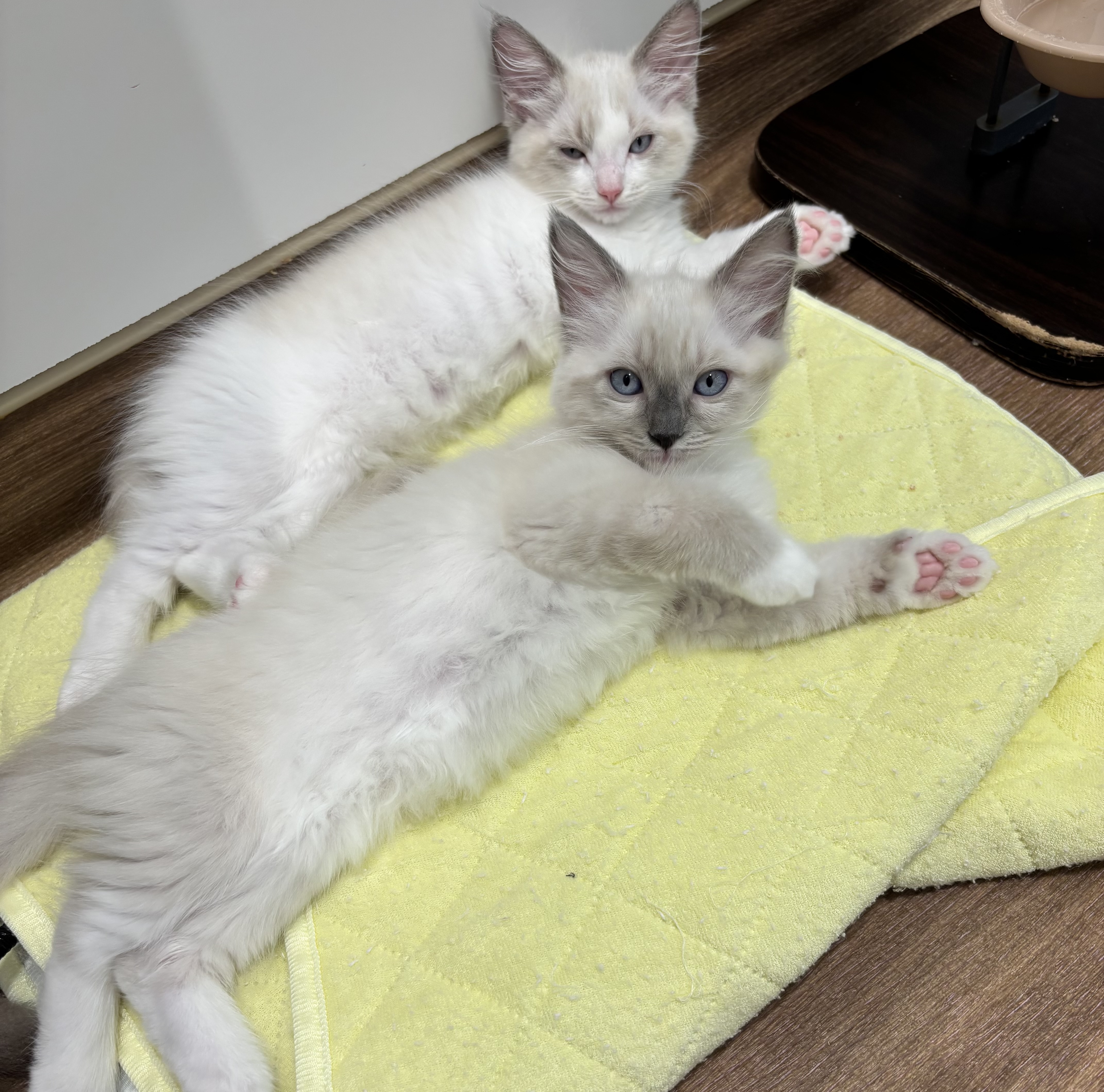 宮城県のラグドール (ペッツワン古川店/2025年8月2日生まれ/女の子/ブルーポイントバイカラー)の子猫の2枚目の画像