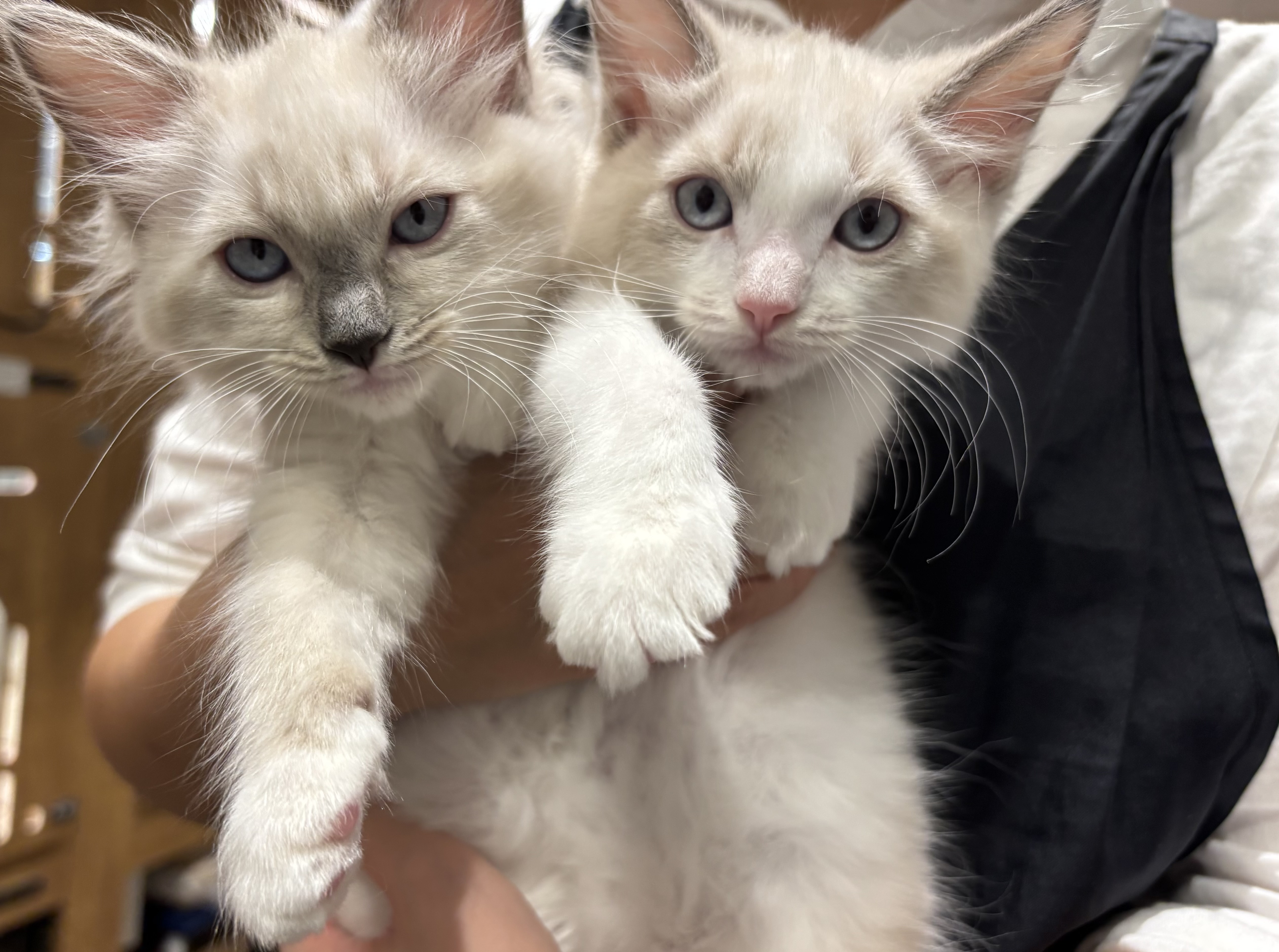 宮城県のラグドール (ペッツワン古川店/2025年8月2日生まれ/女の子/ブルーポイントバイカラー)の子猫の3枚目の画像