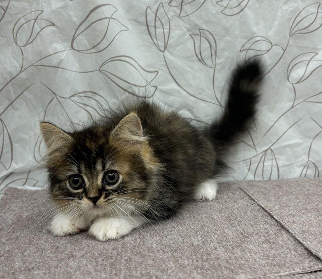 [のらねこ]grancy ma-1 Sサイズ　最安値 のらねこ]grancy ma-1 Sサイズ 最安値 のらねこ]grancy ma-1