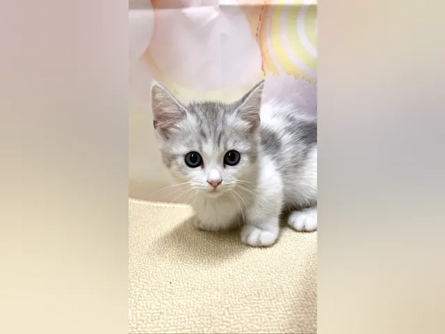 岡山県のマンチカン (ペッツワンFC津山店/2025年8月4日生まれ/男の子/ブルータビーホワイト)の子猫