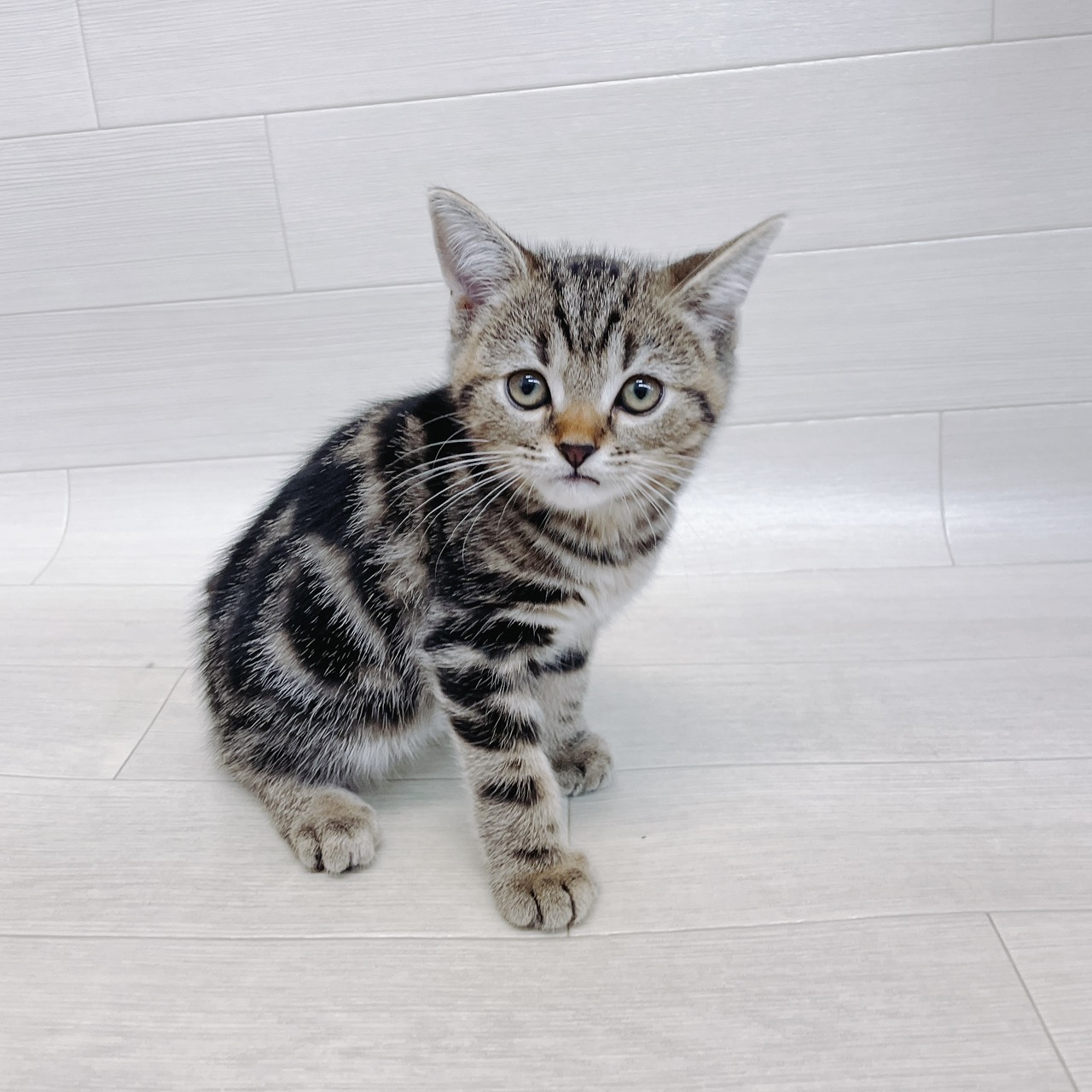 猫レース　犬レース　ブラトップ ブラック・ホワイト　新品　早い者勝ち 猫用 伸びて 着せやすい シンプル 袖なし つなぎ | ダックス、猫