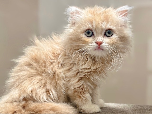 ネコ - 郡山富田店 | ペッツワン