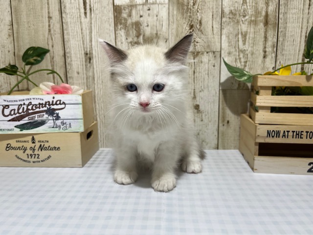 静岡県のラグドール (ペッツワン浜松都田テクノ店/2025年8月9日生まれ/男の子/シールポイントバイカラー)の子猫