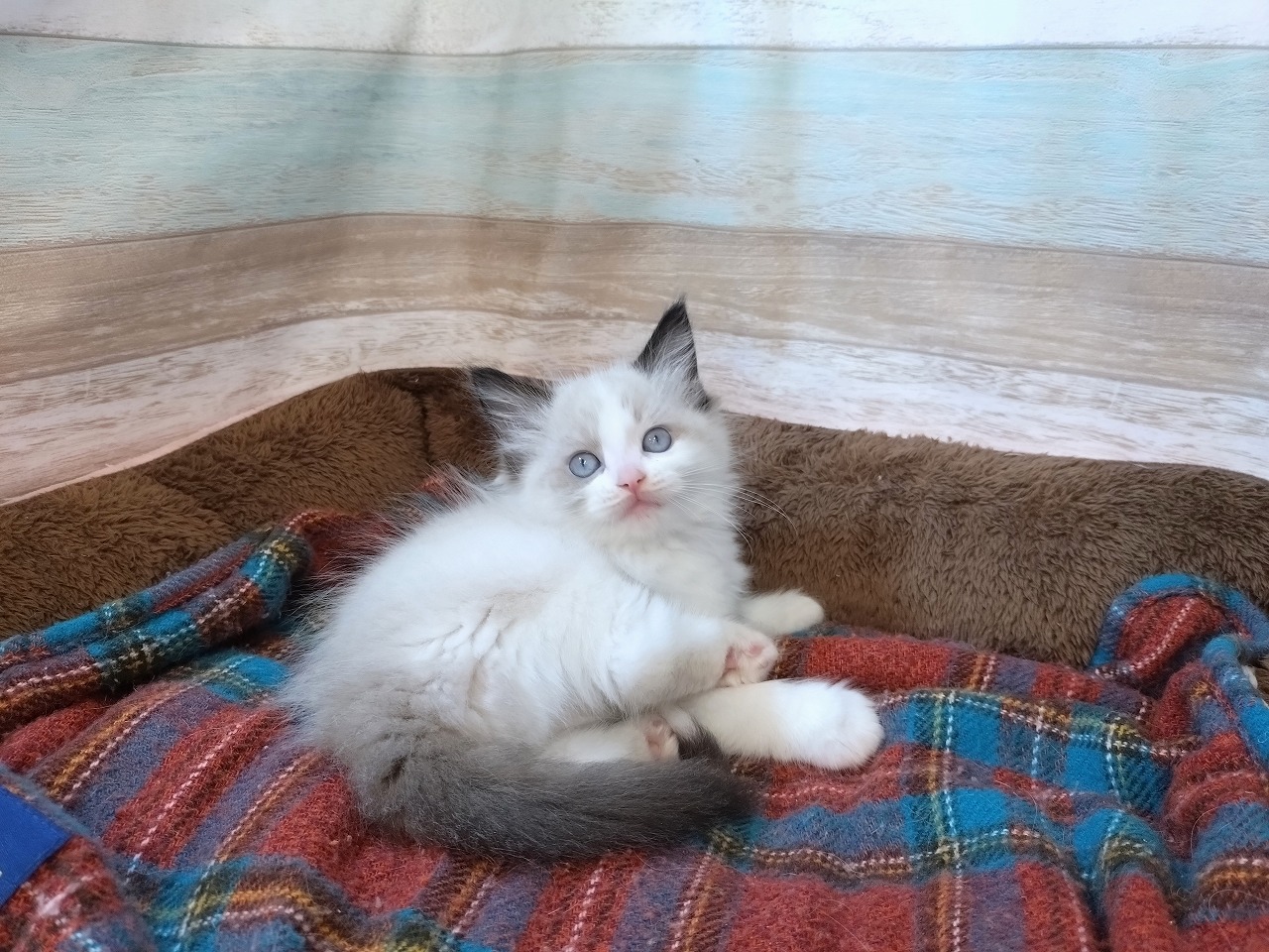群馬県のラグドール (ペッツワン青柳店/2025年8月10日生まれ/男の子/シールポイントバイカラー)の子猫の3枚目の画像