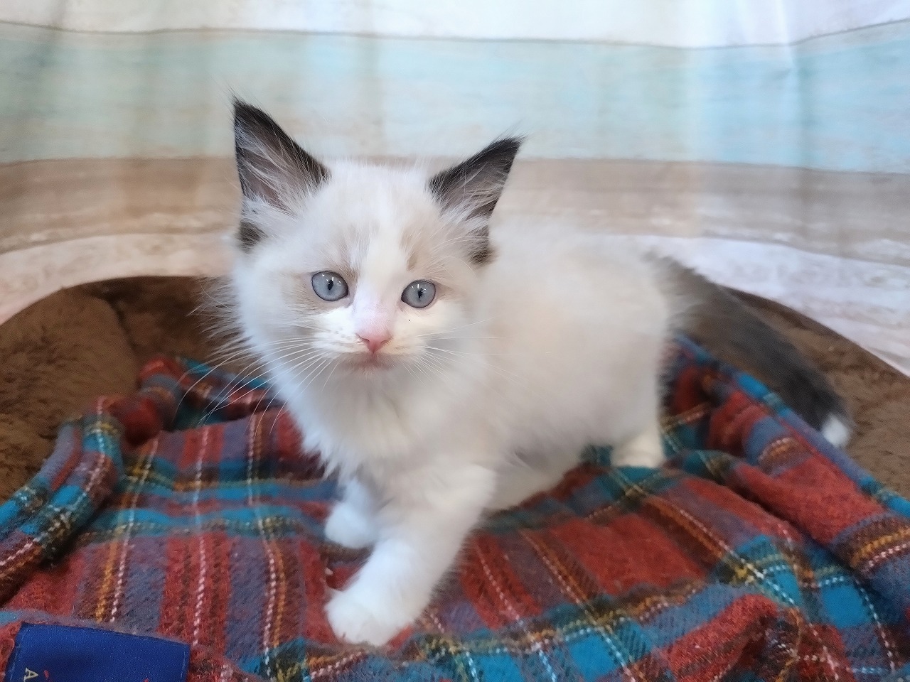 群馬県のラグドール (ペッツワン青柳店/2025年8月10日生まれ/男の子/シールポイントバイカラー)の子猫の2枚目の画像