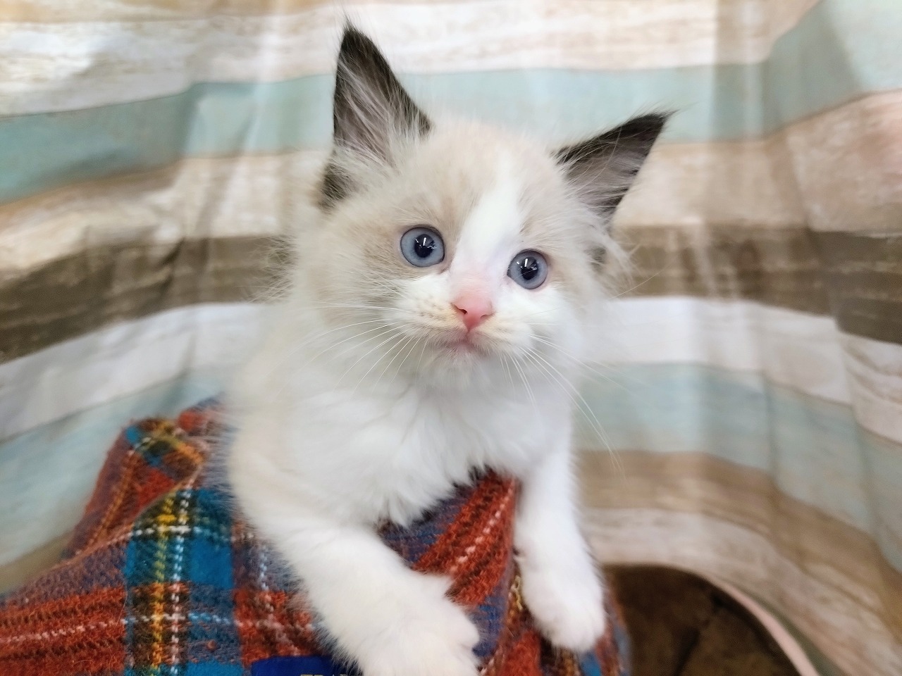 群馬県のラグドール (ペッツワン青柳店/2025年8月10日生まれ/男の子/シールポイントバイカラー)の子猫の1枚目の画像